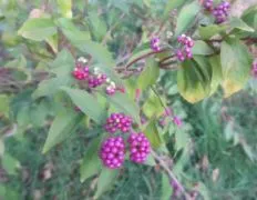 American Beautyberry Jelly With Shiso