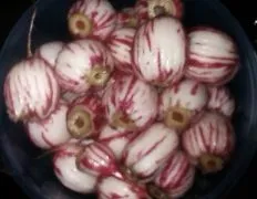 Creepy Radish Eyeballs