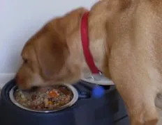 Dog Food For Normal