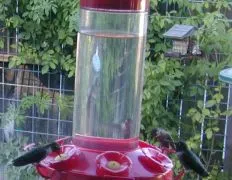 Hummingbird Feeding Solution
