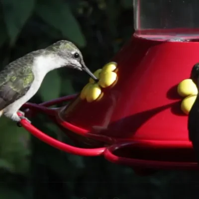 Hummingbird Food