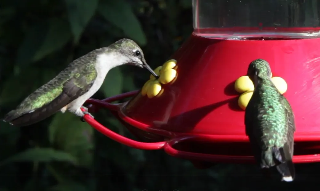 Hummingbird Food