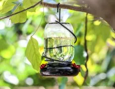 Hummingbird Food