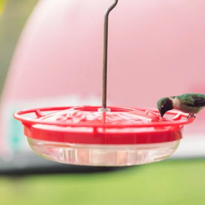 Hummingbird Nectar