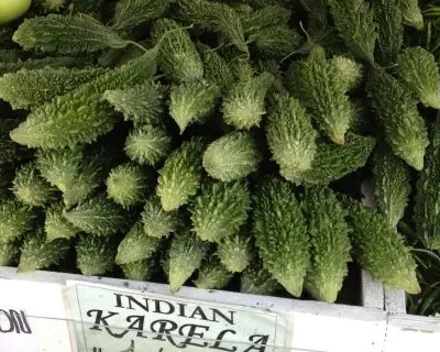 Karela Bitter Melon Or Gourd