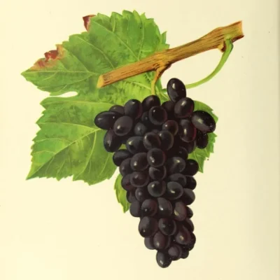 Persian Grapes