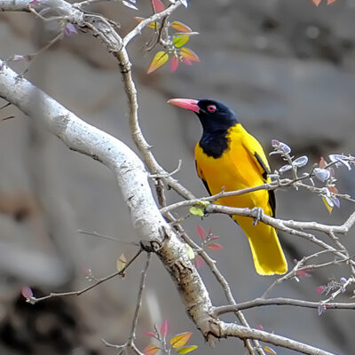 Bahama Yellow Bird