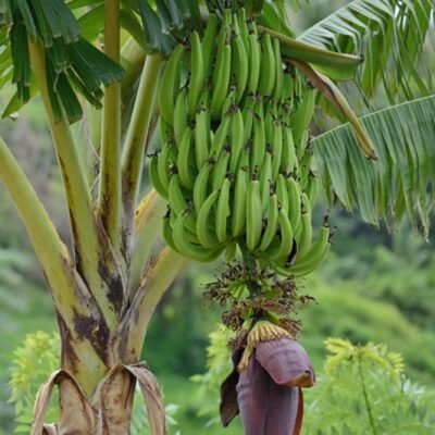 Bananas Caribbean