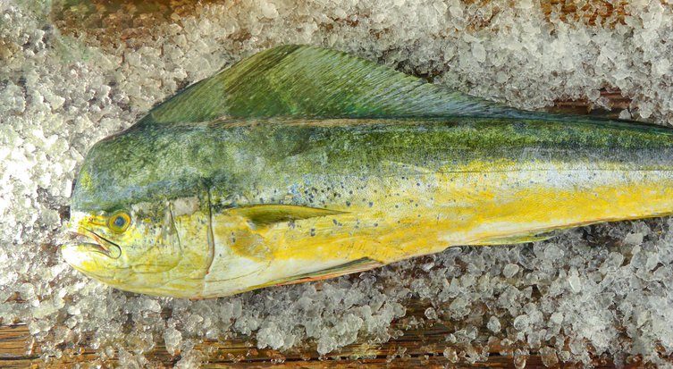 Caribbean Mahi Mahi – 10 Points