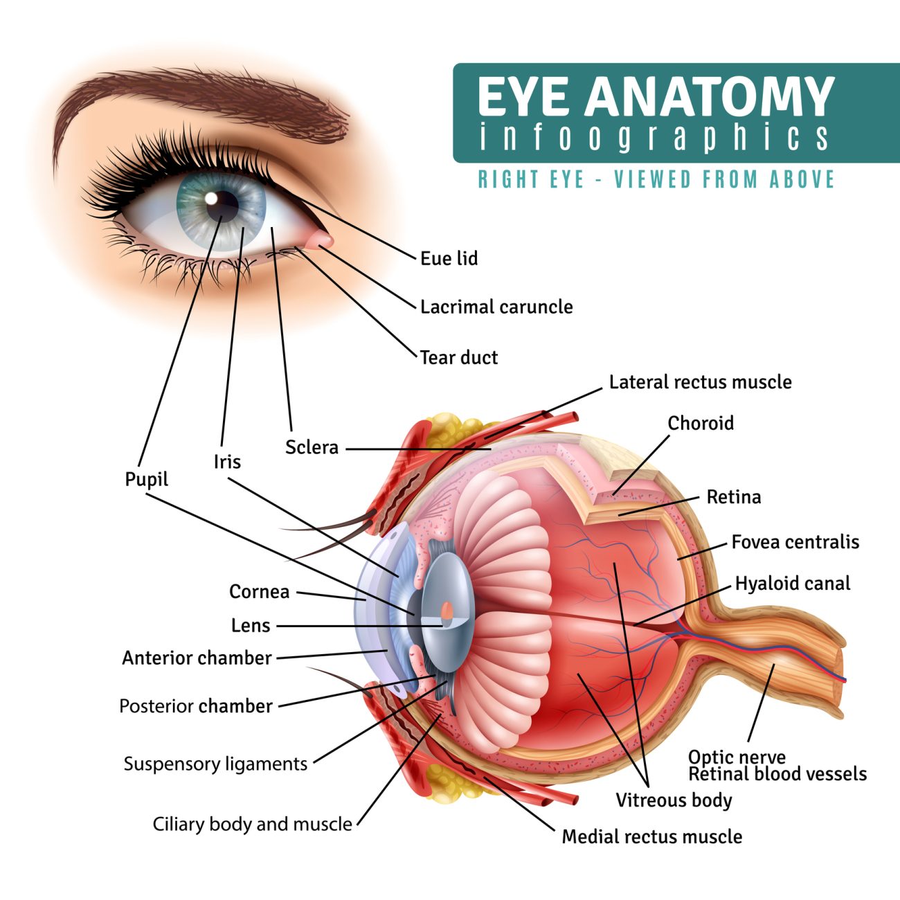 Human Eyeballs