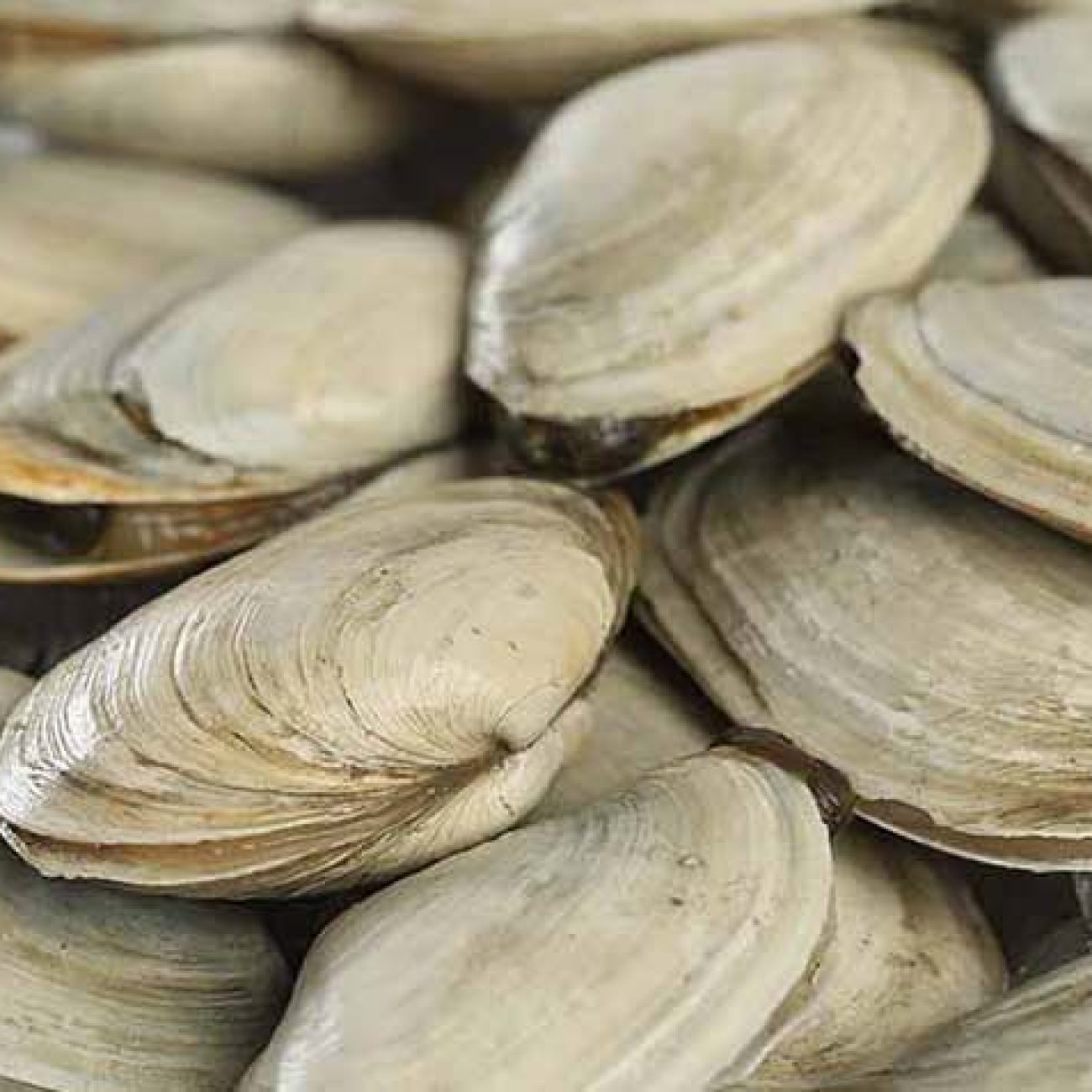 Maine Clam Dip