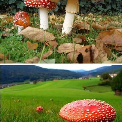 Mazing Mushrooms