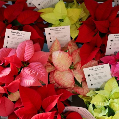 Poinsettia